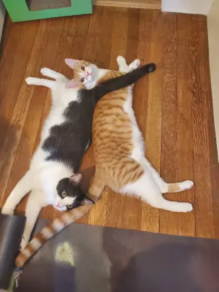 Feta
