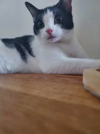 Feta