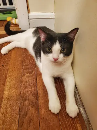 Feta