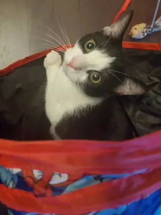 Feta