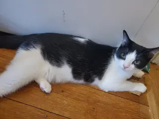 Feta