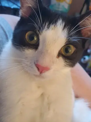 Feta
