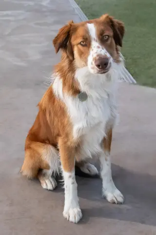 RUDY