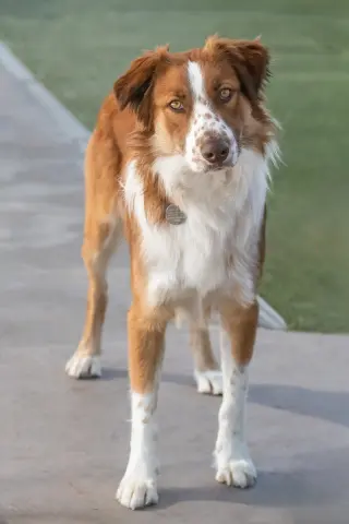 RUDY