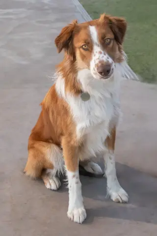 RUDY