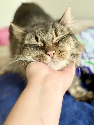 Cookie