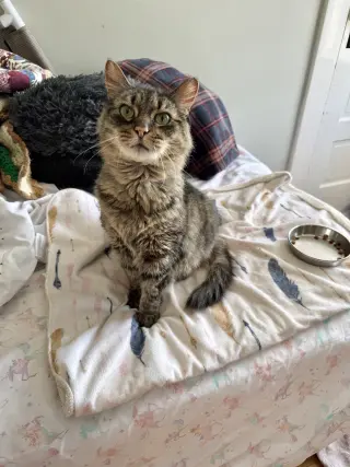 Cookie