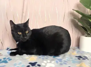 Raven