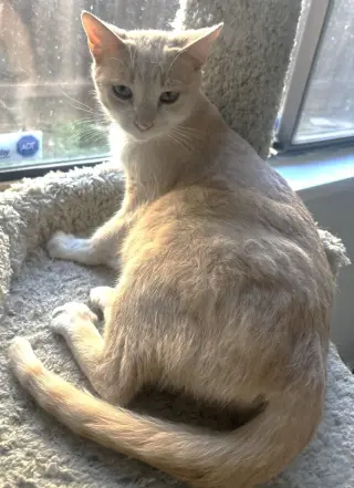 Chula