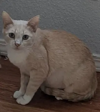 Chula