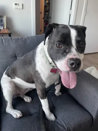 Daisy June
