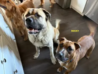 ROCKY BOY