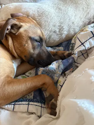 ROCKY BOY