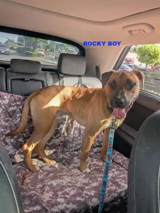 ROCKY BOY
