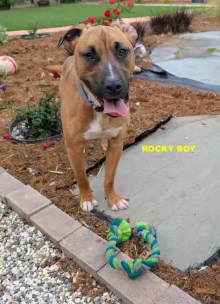 ROCKY BOY