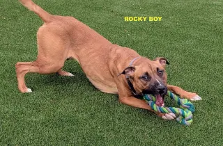 ROCKY BOY
