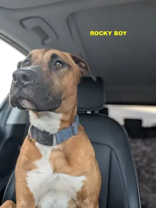 ROCKY BOY