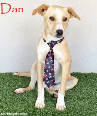 Dan