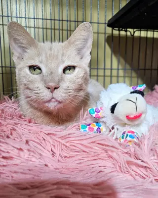 Mrs. Alfie Meeps