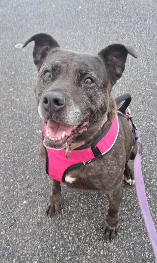 Holly (ISO Forever Foster)