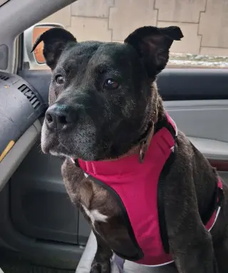 Holly (ISO Forever Foster)