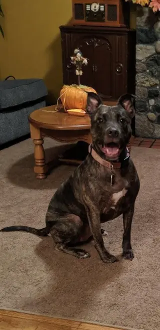 Holly (ISO Forever Foster)