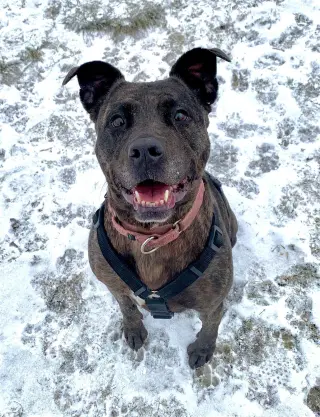 Holly (ISO Forever Foster)