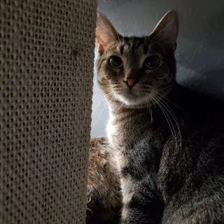 Fern