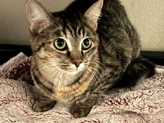 Rae
