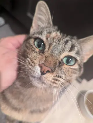 Cinnamon 2