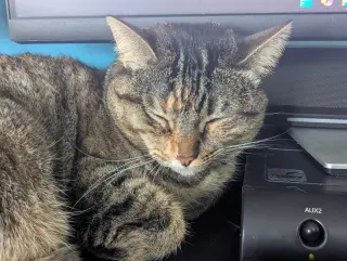 Cinnamon 2