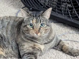 Cinnamon 2