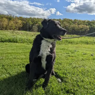 Myles *Courtesy Post* (Cortland NY)