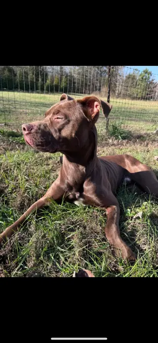Lionel