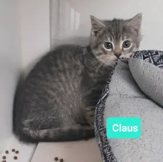 Claus