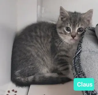 Claus