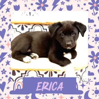 Erica