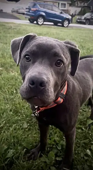 Diesel