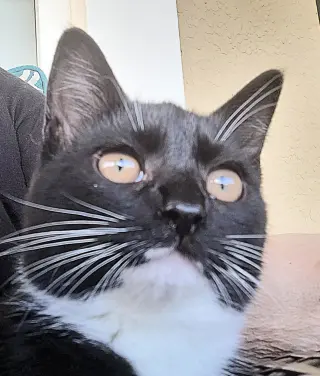 Zola =^.^=