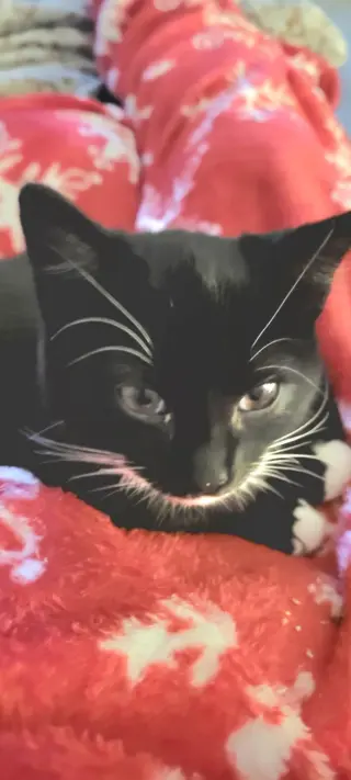 Zola =^.^=