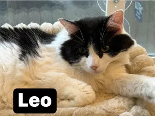 Leo