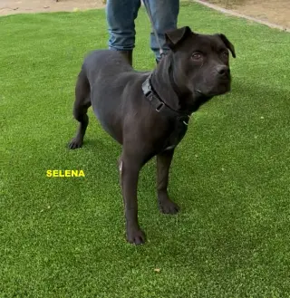 SELENA