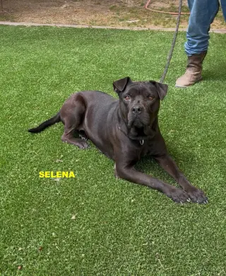 SELENA