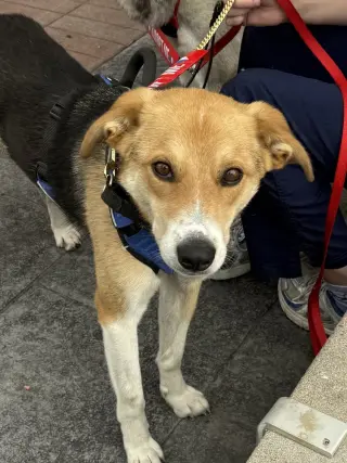 Axel