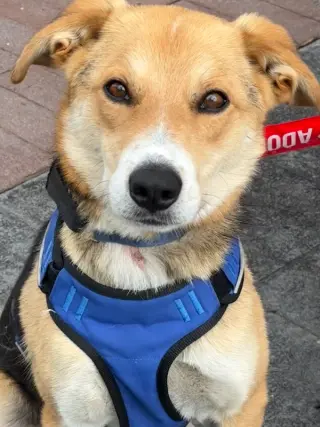 Axel