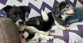Minnie