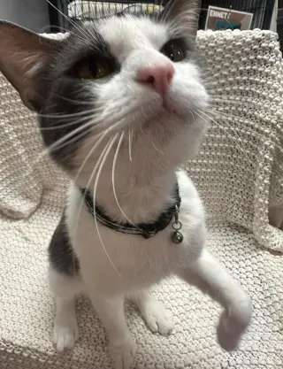 Ceasar