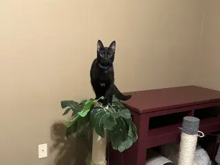 JJ