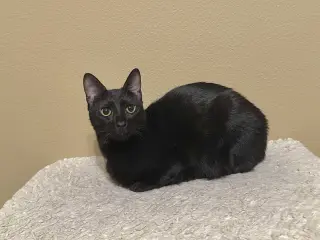 Mimi