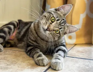 Biscuit